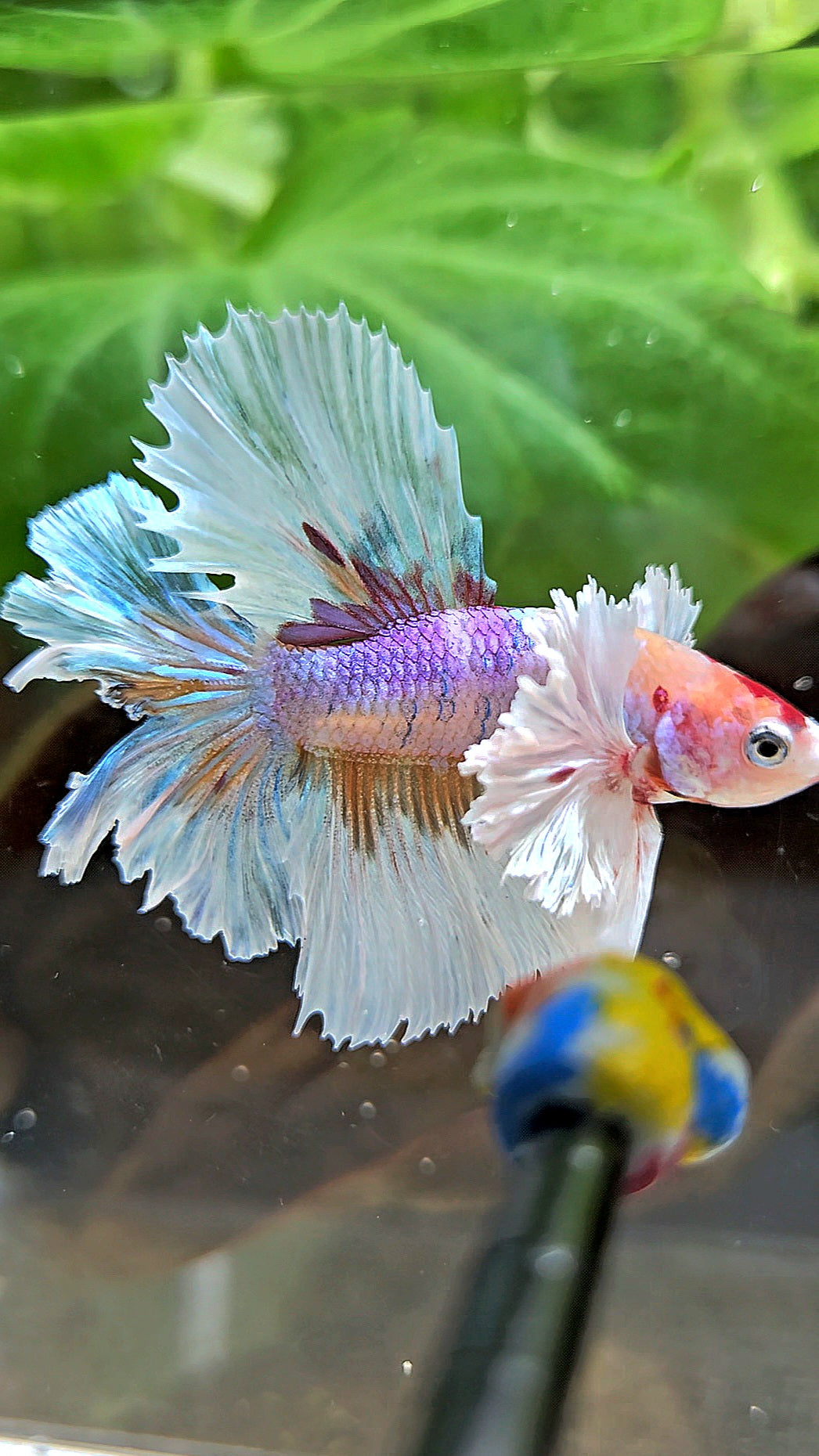 HALFMOON DUMBO EAR CANDY MULTICOLOR BETTA FISH