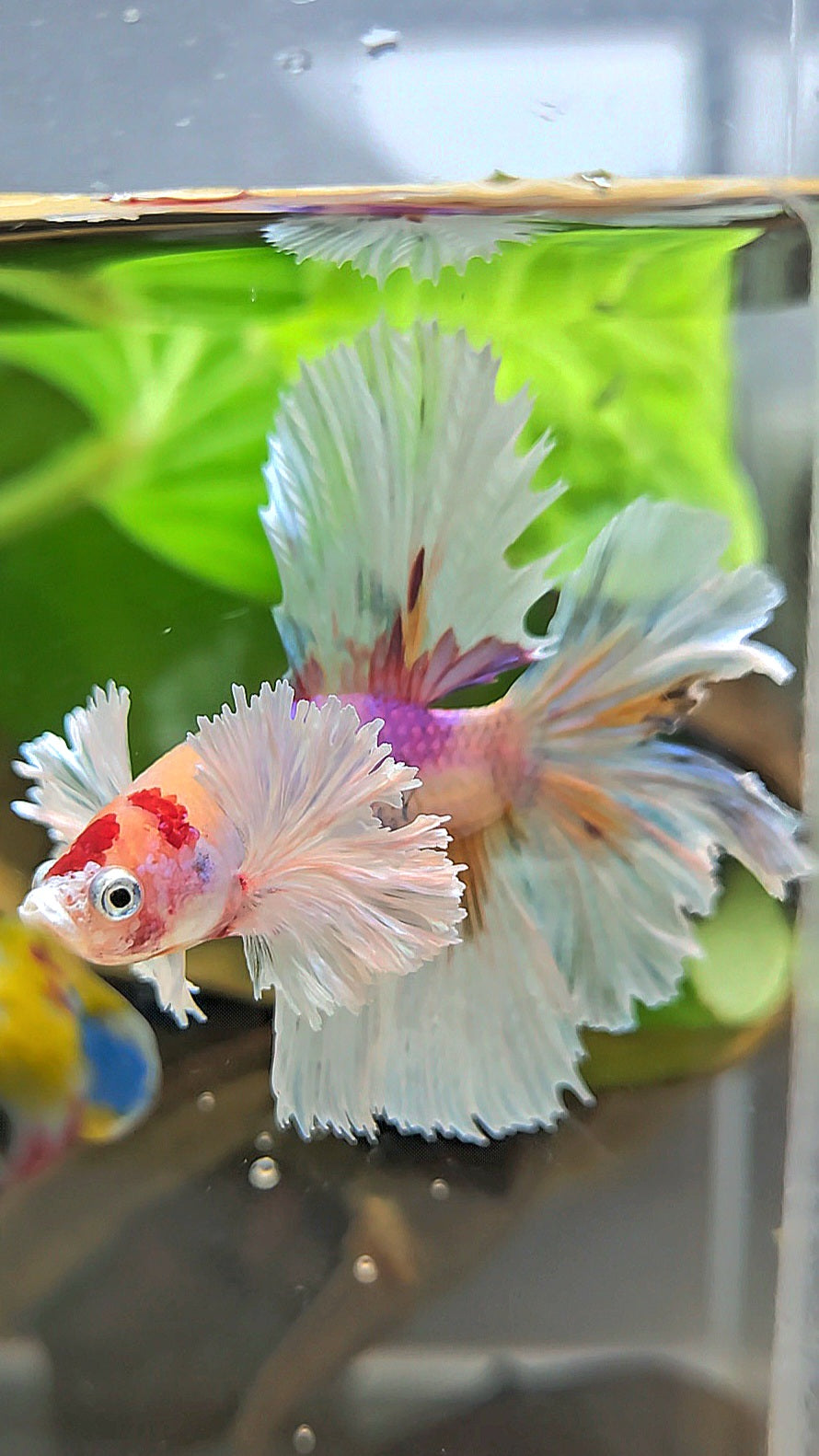 HALFMOON DUMBO EAR CANDY MULTICOLOR BETTA FISH