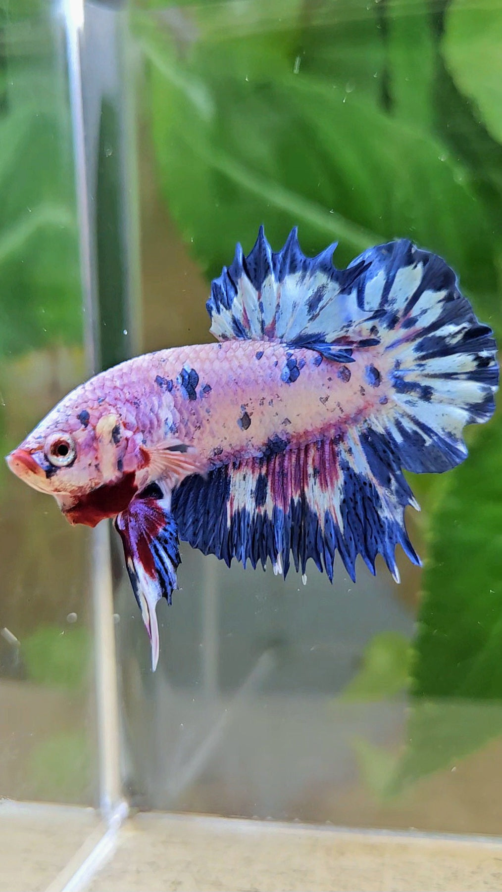 CROWNTAIL PLAKAT PINK PURPLE BLUE DOTS MARBLE BETTA FISH