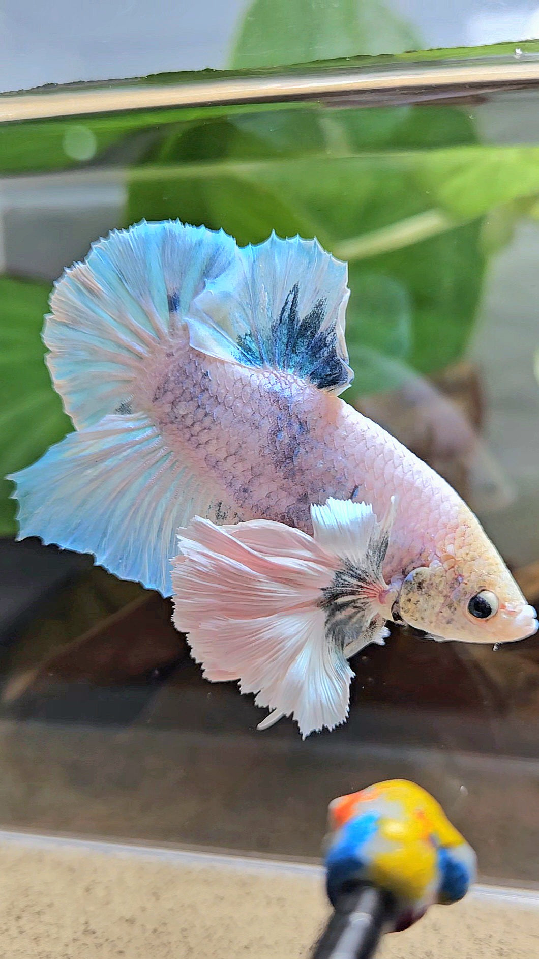 XL PLAKAT SUPER ROSE EAR BLUE SKY GRIZZLE BETTA FISH