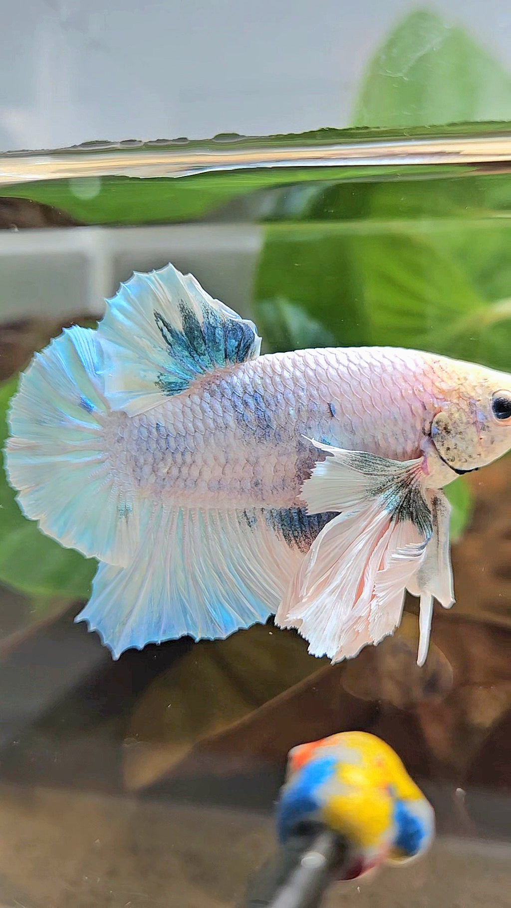 XL PLAKAT SUPER ROSE EAR BLUE SKY GRIZZLE BETTA FISH