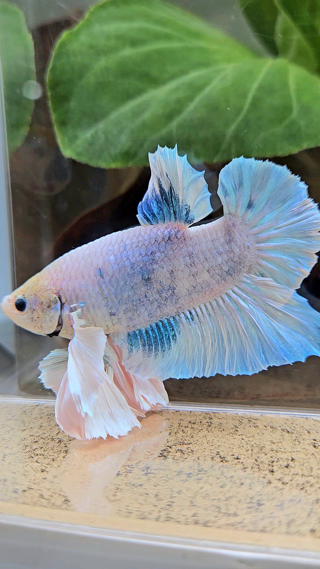 XL PLAKAT SUPER ROSE EAR BLUE SKY GRIZZLE BETTA FISH