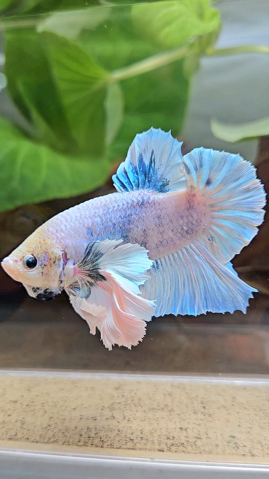 XL PLAKAT SUPER ROSE EAR BLUE SKY GRIZZLE BETTA FISH