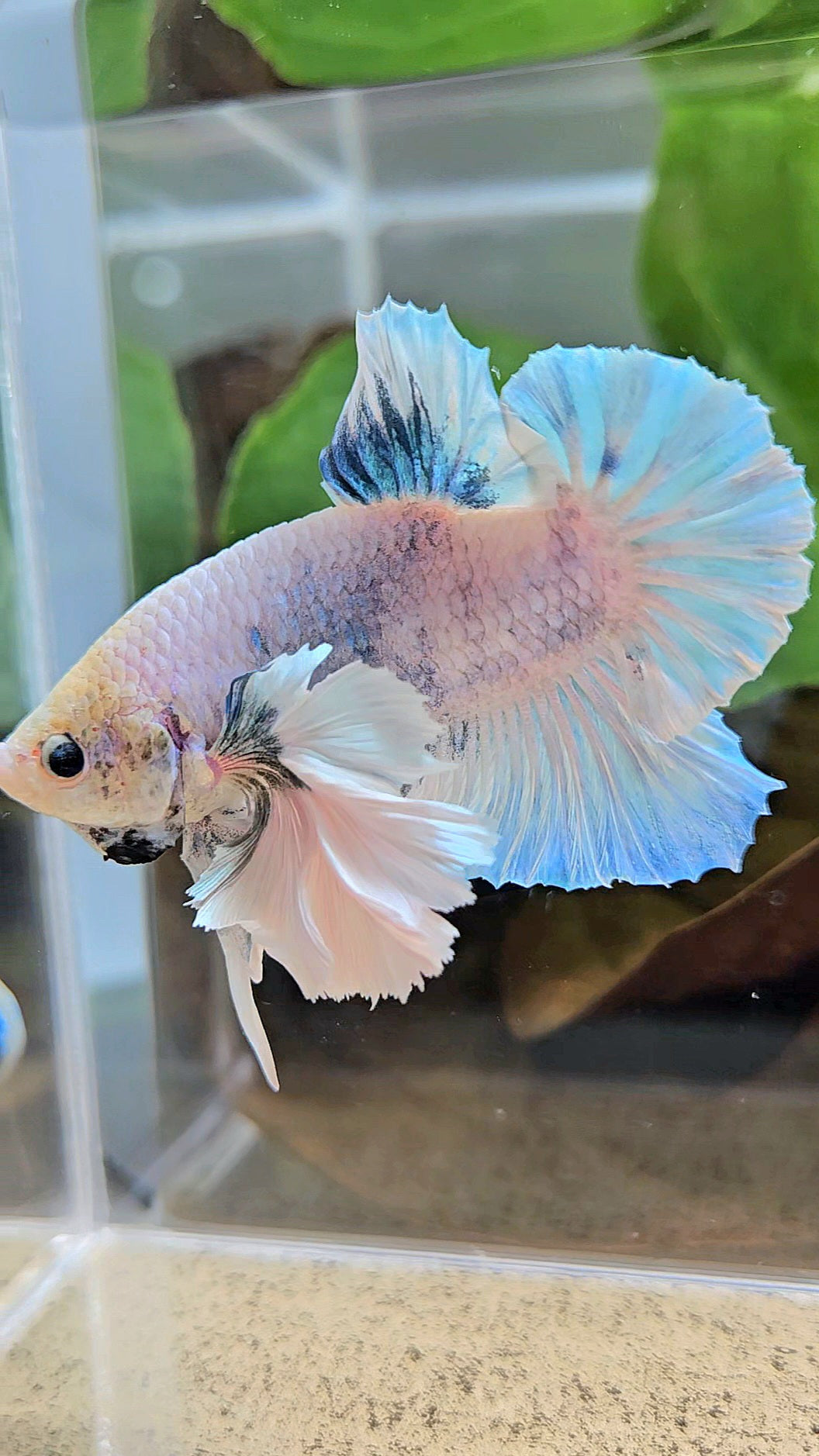 XL PLAKAT SUPER ROSE EAR BLUE SKY GRIZZLE BETTA FISH