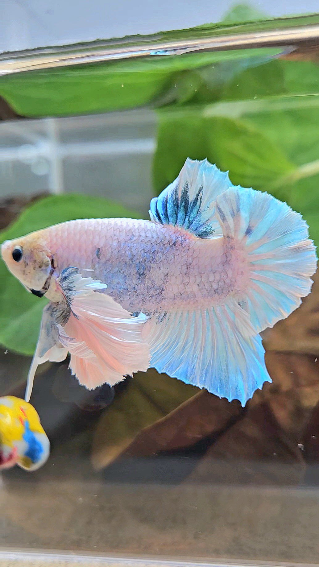 XL PLAKAT SUPER ROSE EAR BLUE SKY GRIZZLE BETTA FISH