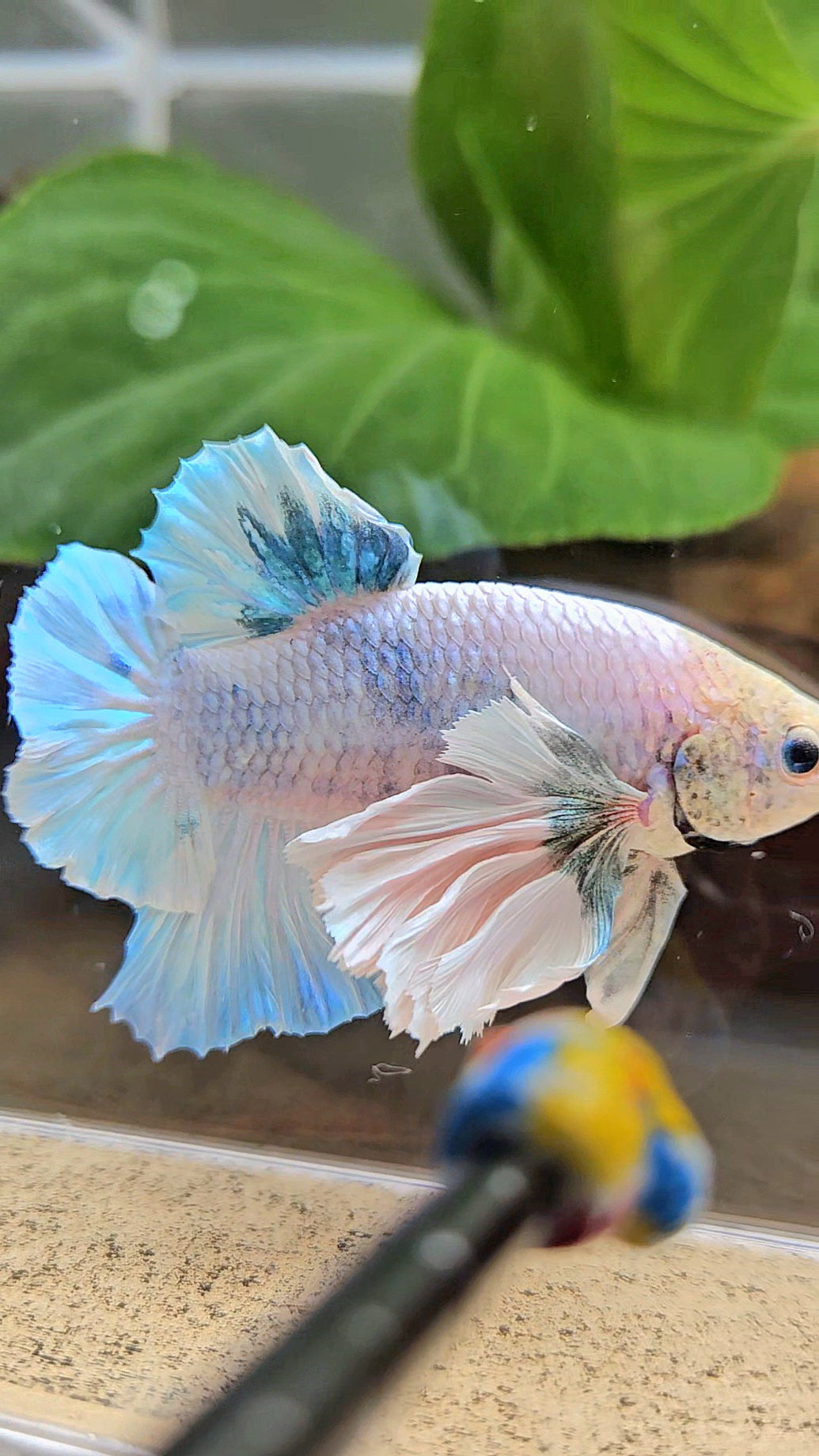 XL PLAKAT SUPER ROSE EAR BLUE SKY GRIZZLE BETTA FISH