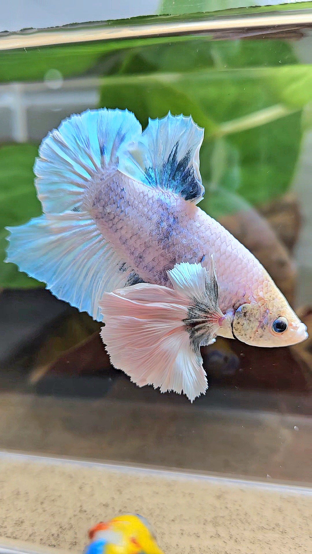 XL PLAKAT SUPER ROSE EAR BLUE SKY GRIZZLE BETTA FISH