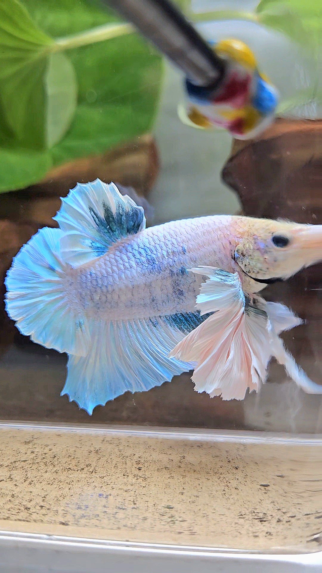 XL PLAKAT SUPER ROSE EAR BLUE SKY GRIZZLE BETTA FISH