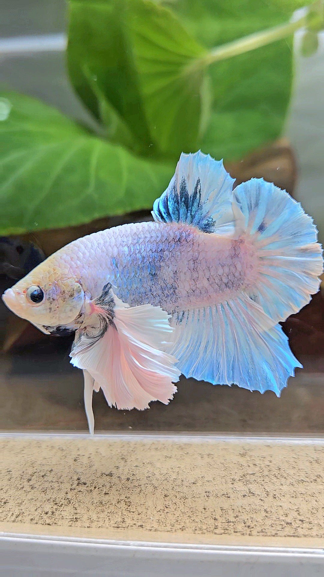 XL PLAKAT SUPER ROSE EAR BLUE SKY GRIZZLE BETTA FISH