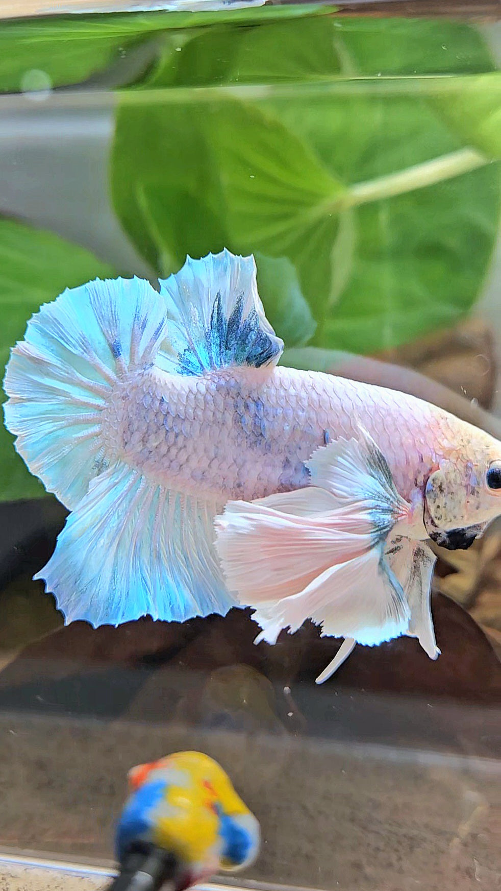 XL PLAKAT SUPER ROSE EAR BLUE SKY GRIZZLE BETTA FISH