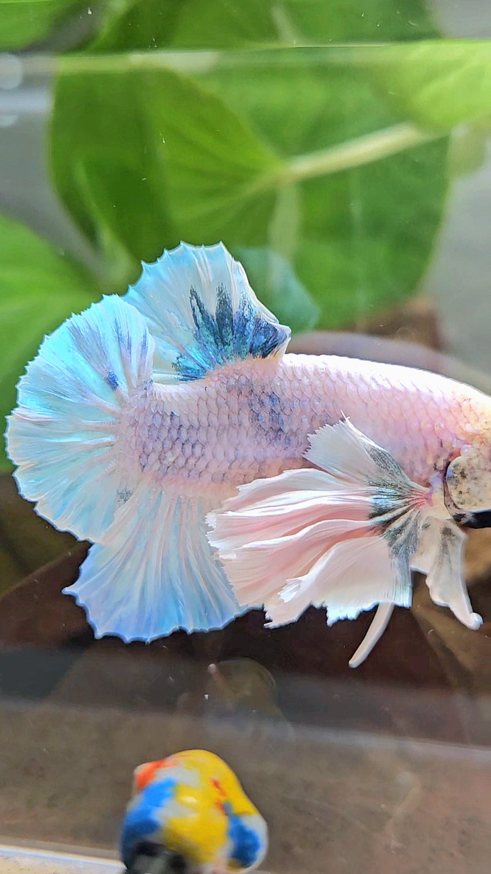 XL PLAKAT SUPER ROSE EAR BLUE SKY GRIZZLE BETTA FISH