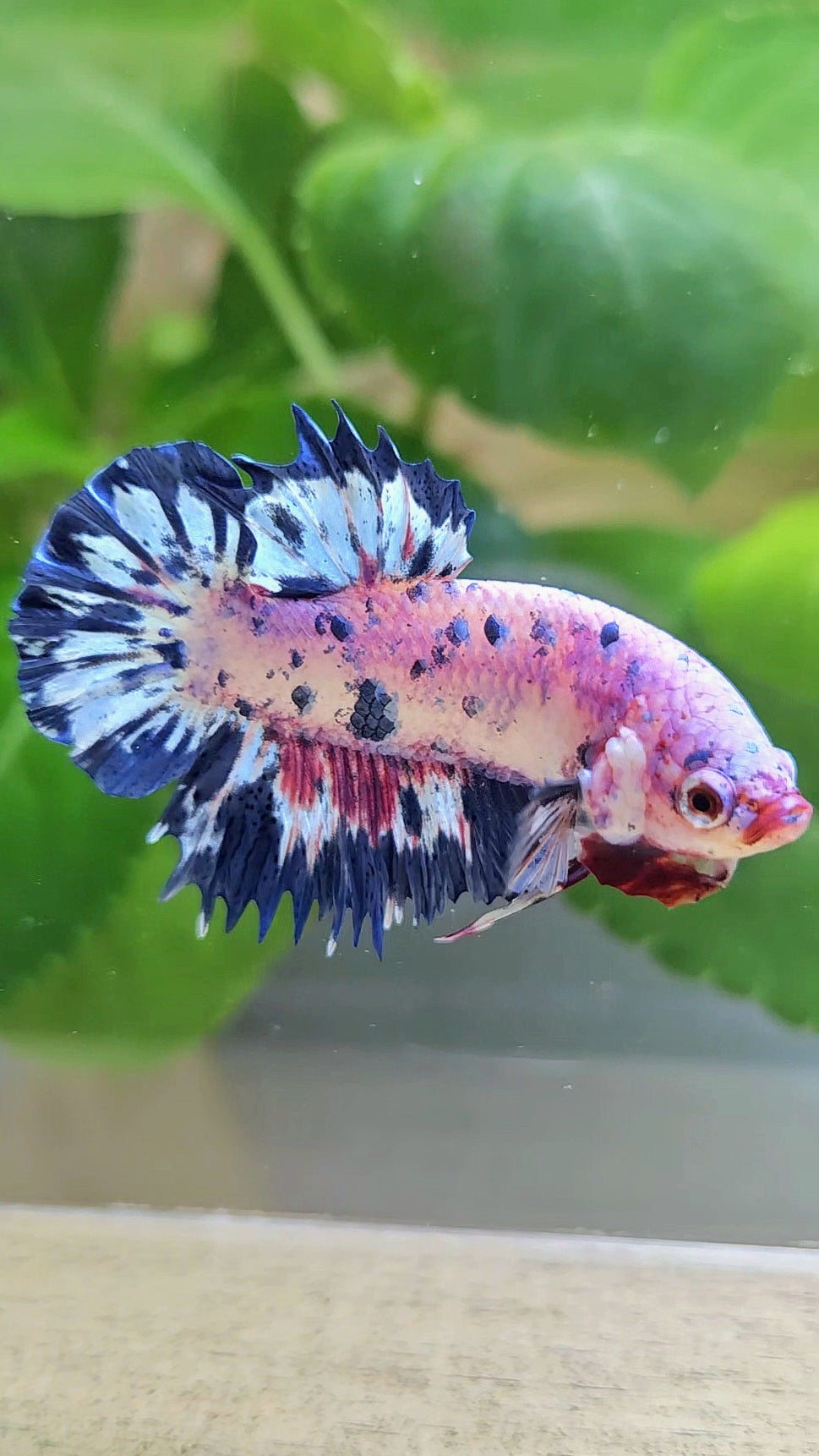 CROWNTAIL PLAKAT PINK PURPLE BLUE DOTS MARBLE BETTA FISH