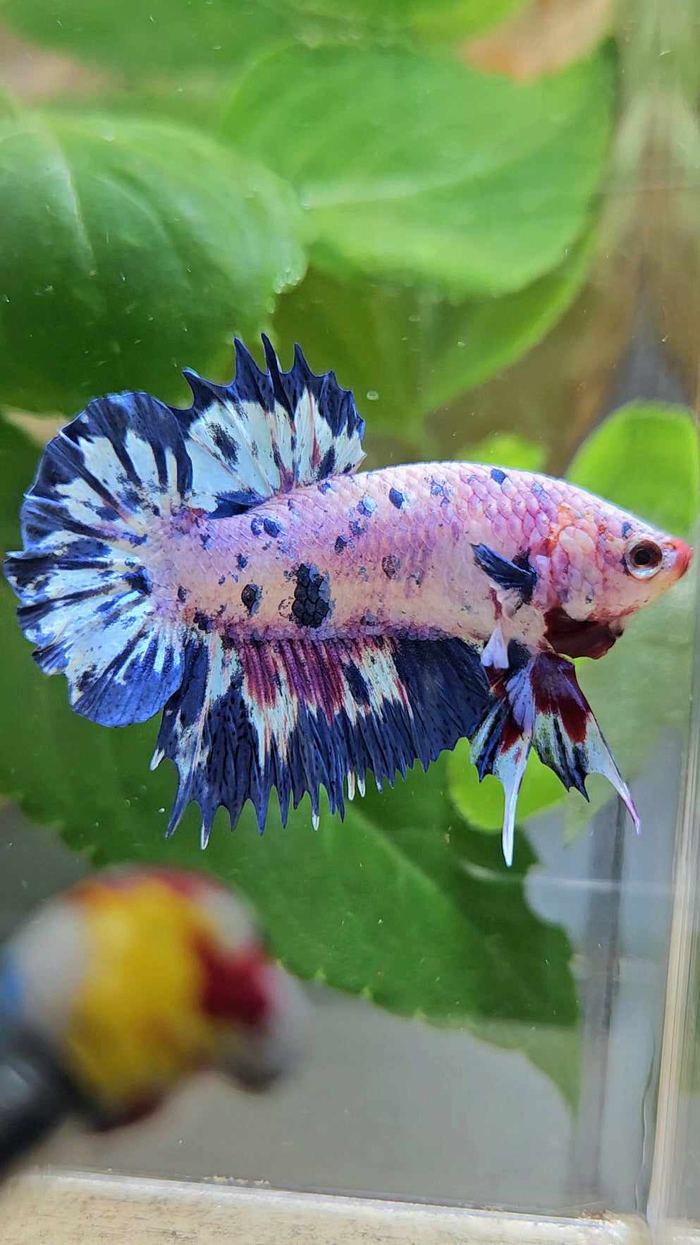 CROWNTAIL PLAKAT PINK PURPLE BLUE DOTS MARBLE BETTA FISH