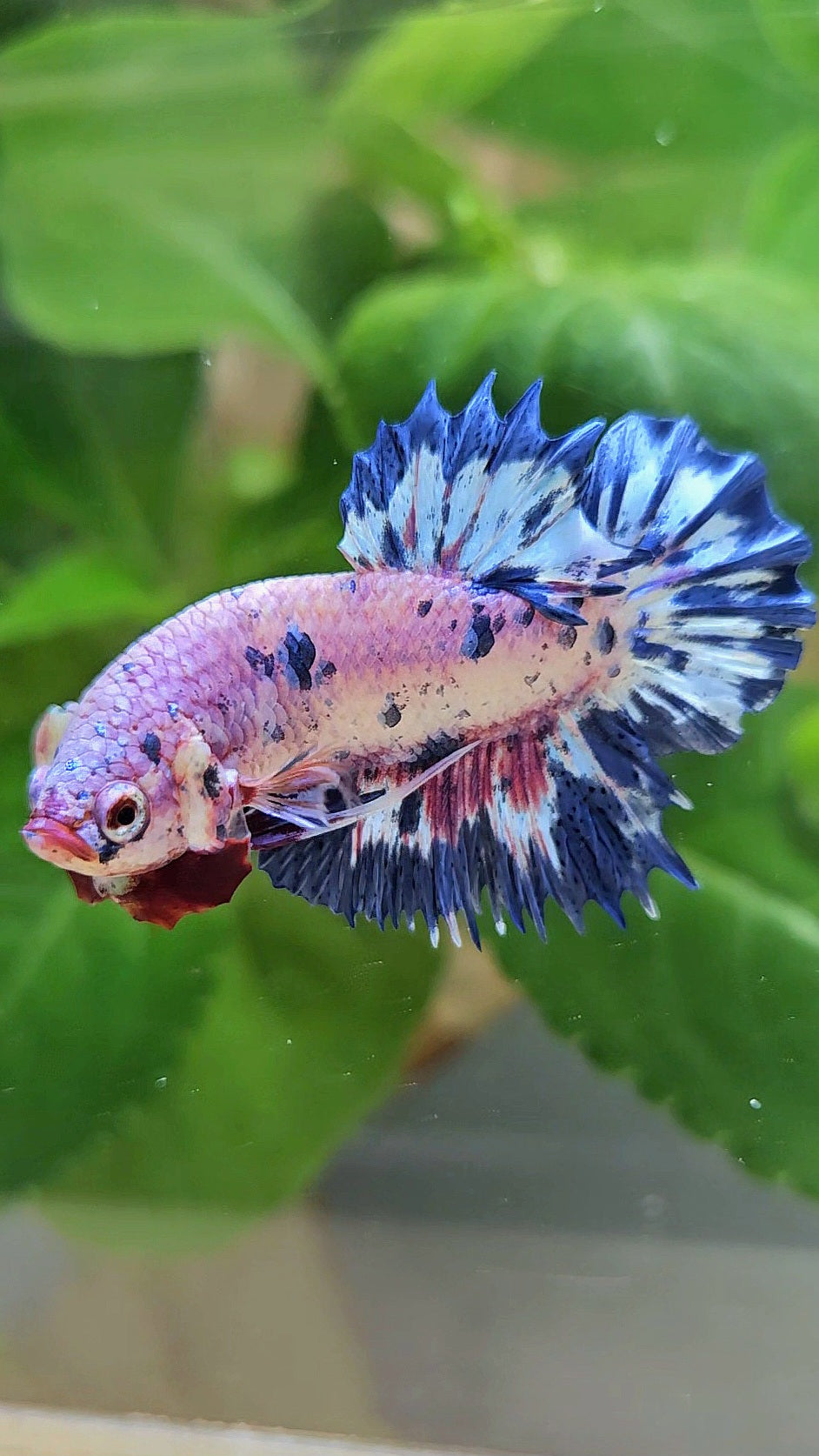 CROWNTAIL PLAKAT PINK PURPLE BLUE DOTS MARBLE BETTA FISH