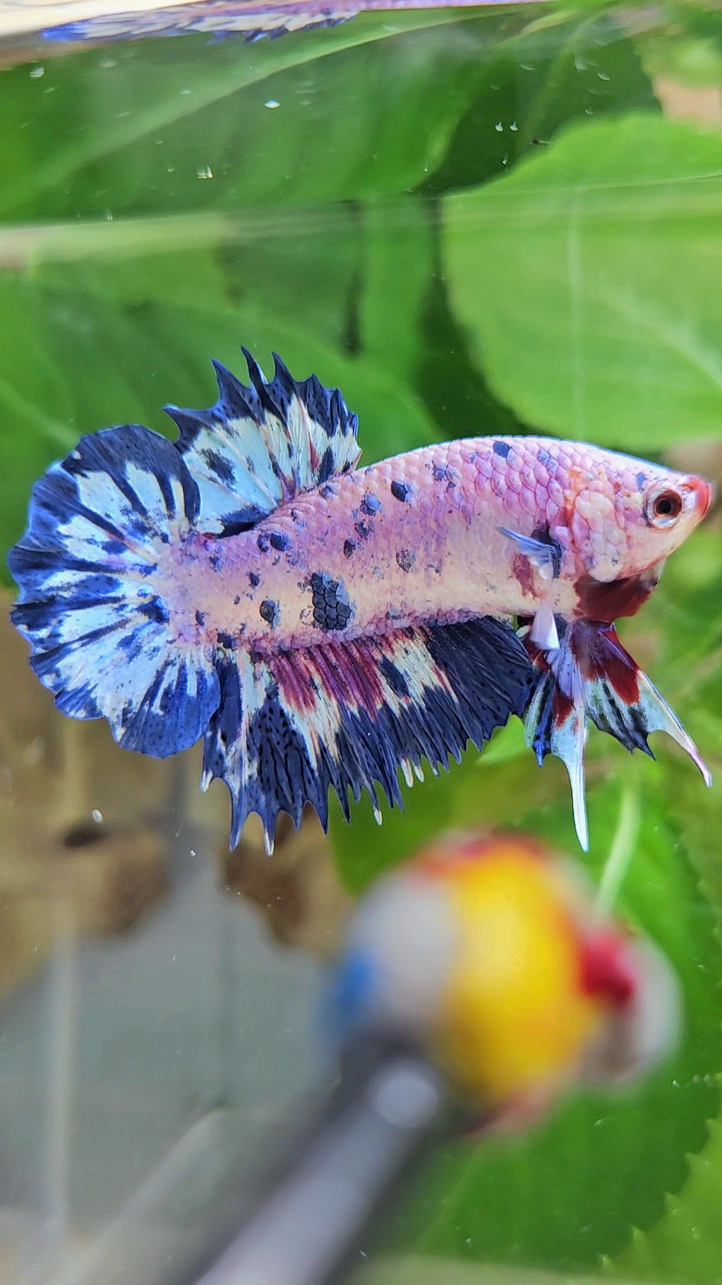 CROWNTAIL PLAKAT PINK PURPLE BLUE DOTS MARBLE BETTA FISH