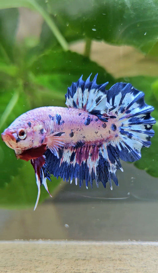 CROWNTAIL PLAKAT PINK PURPLE BLUE DOTS MARBLE BETTA FISH