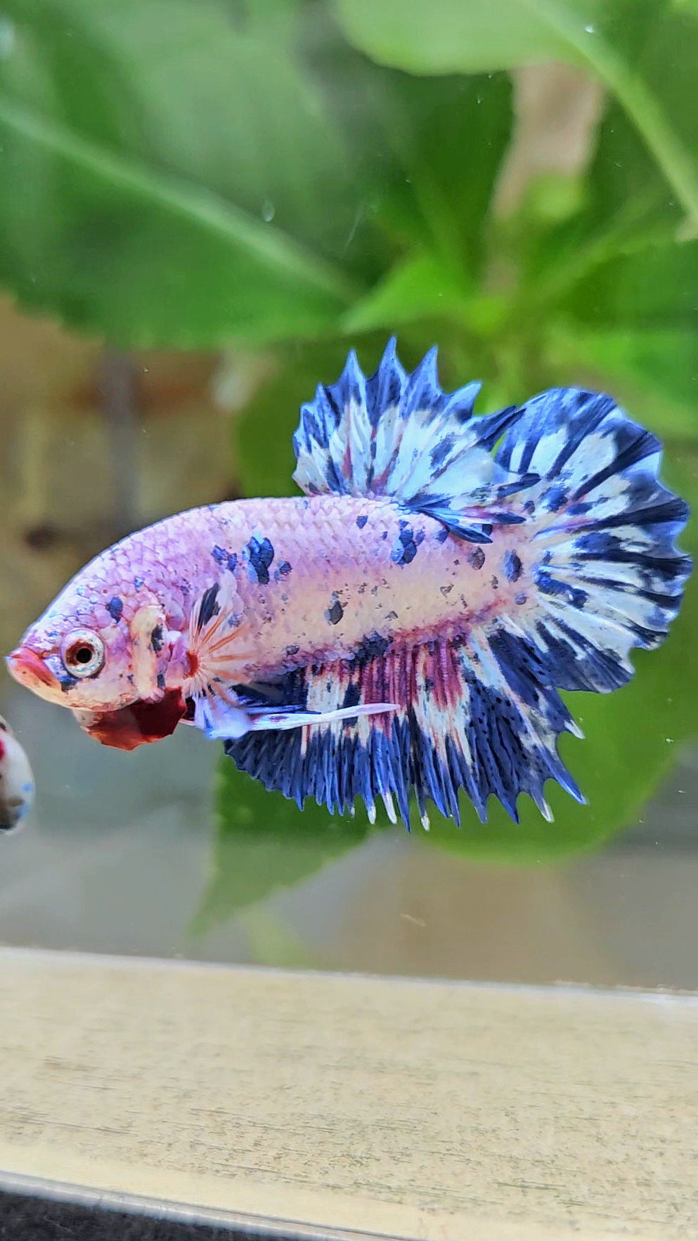 CROWNTAIL PLAKAT PINK PURPLE BLUE DOTS MARBLE BETTA FISH