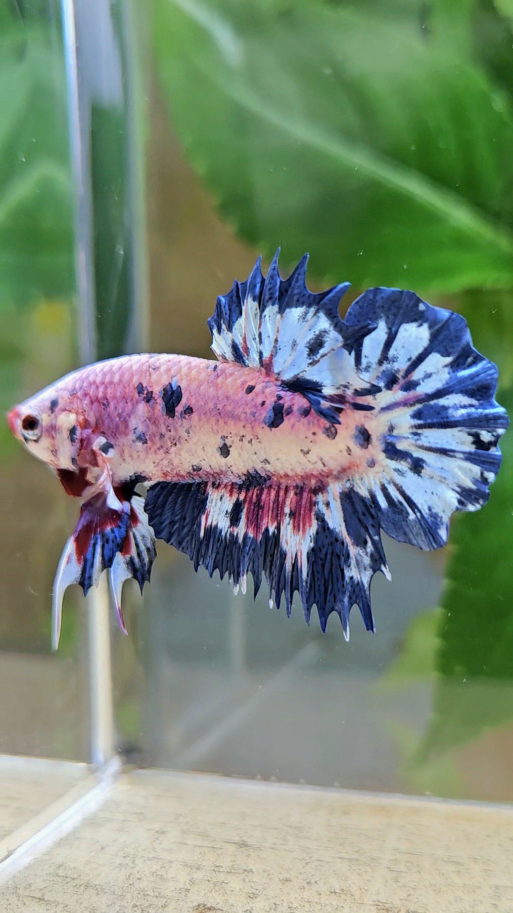 CROWNTAIL PLAKAT PINK PURPLE BLUE DOTS MARBLE BETTA FISH