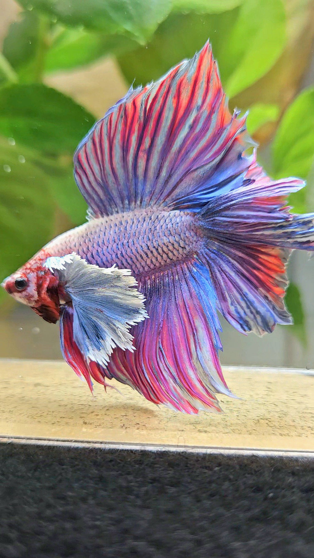 HALFMOON DOUBLE TAIL SUPER DUMBO EAR PURPLE BETTA FISH