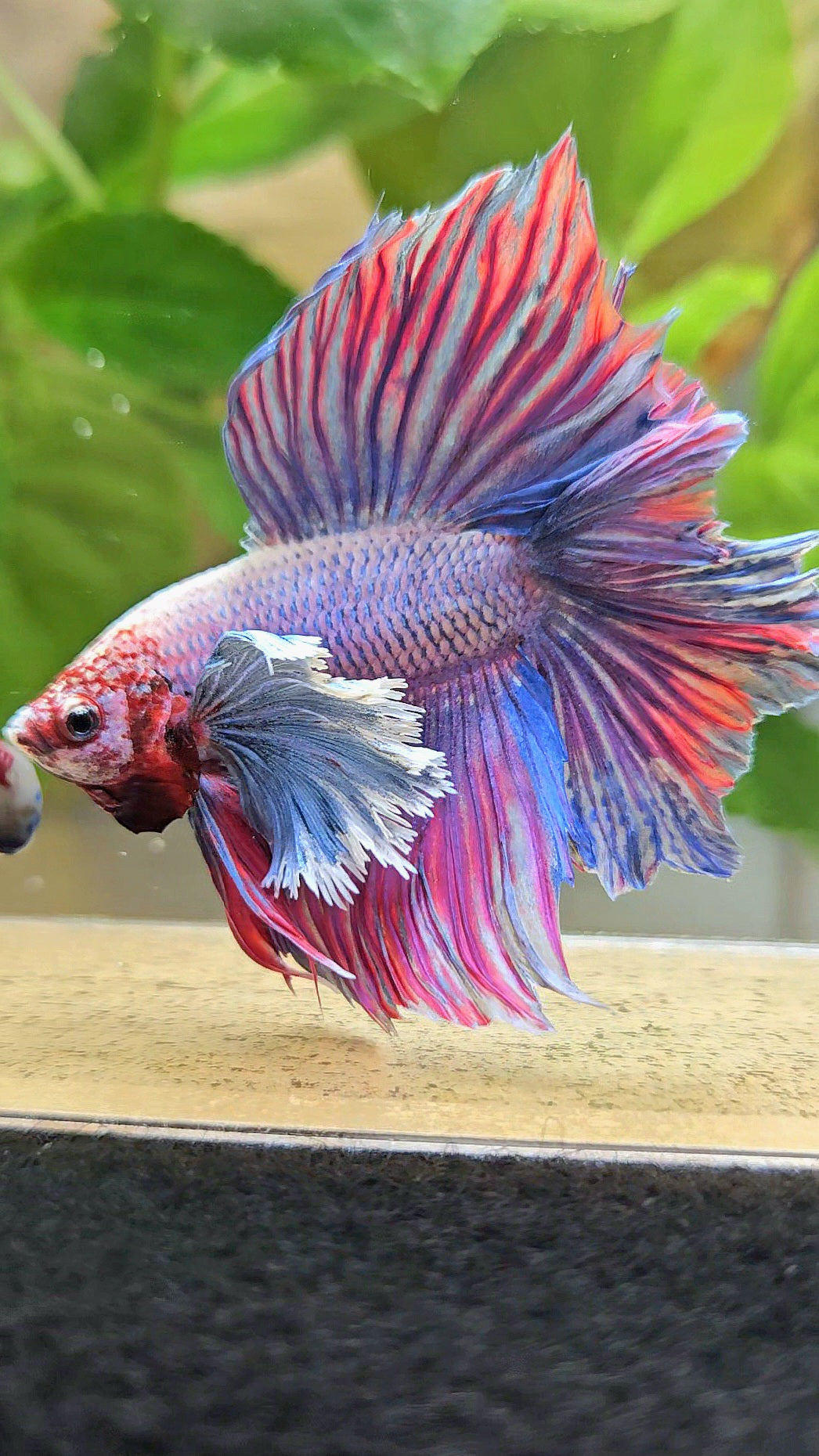 HALFMOON DOUBLE TAIL SUPER DUMBO EAR PURPLE BETTA FISH