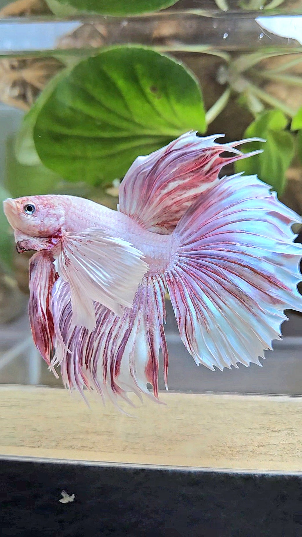 HALFMOON SUPER DUMBO EAR CROWNTAIL LAVENDER BETTA FISH