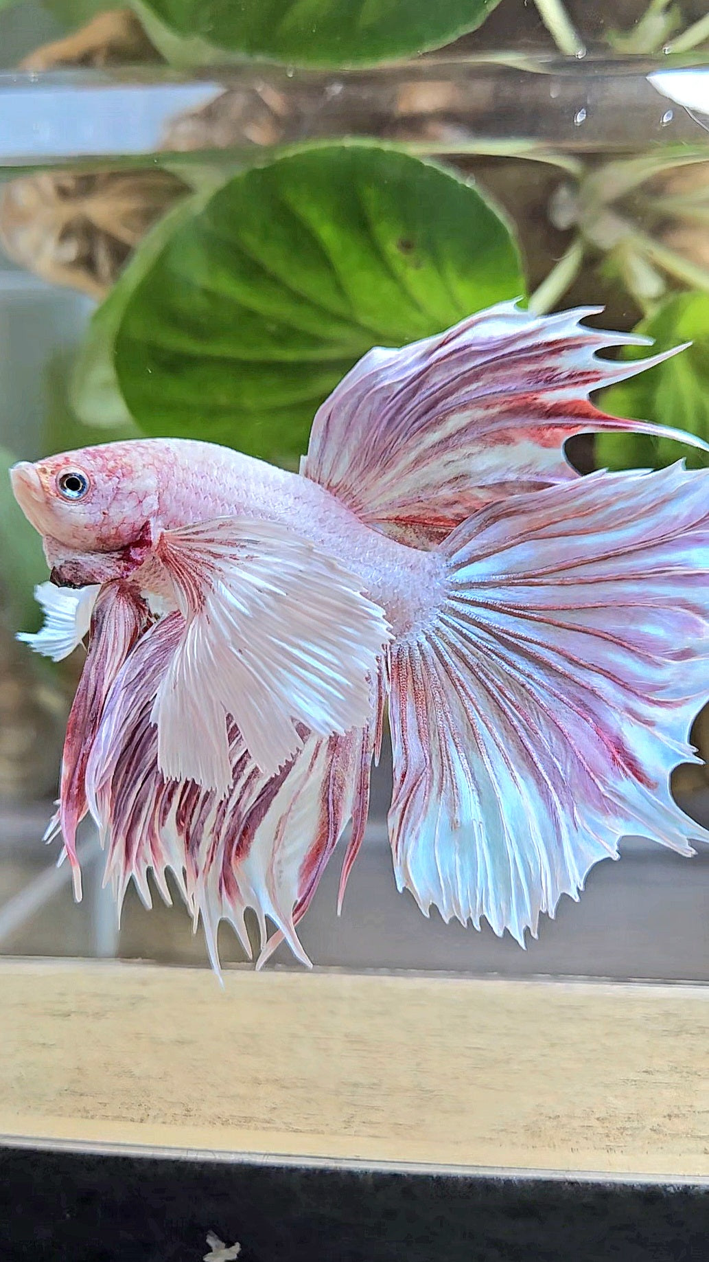 HALFMOON SUPER DUMBO EAR CROWNTAIL LAVENDER BETTA FISH