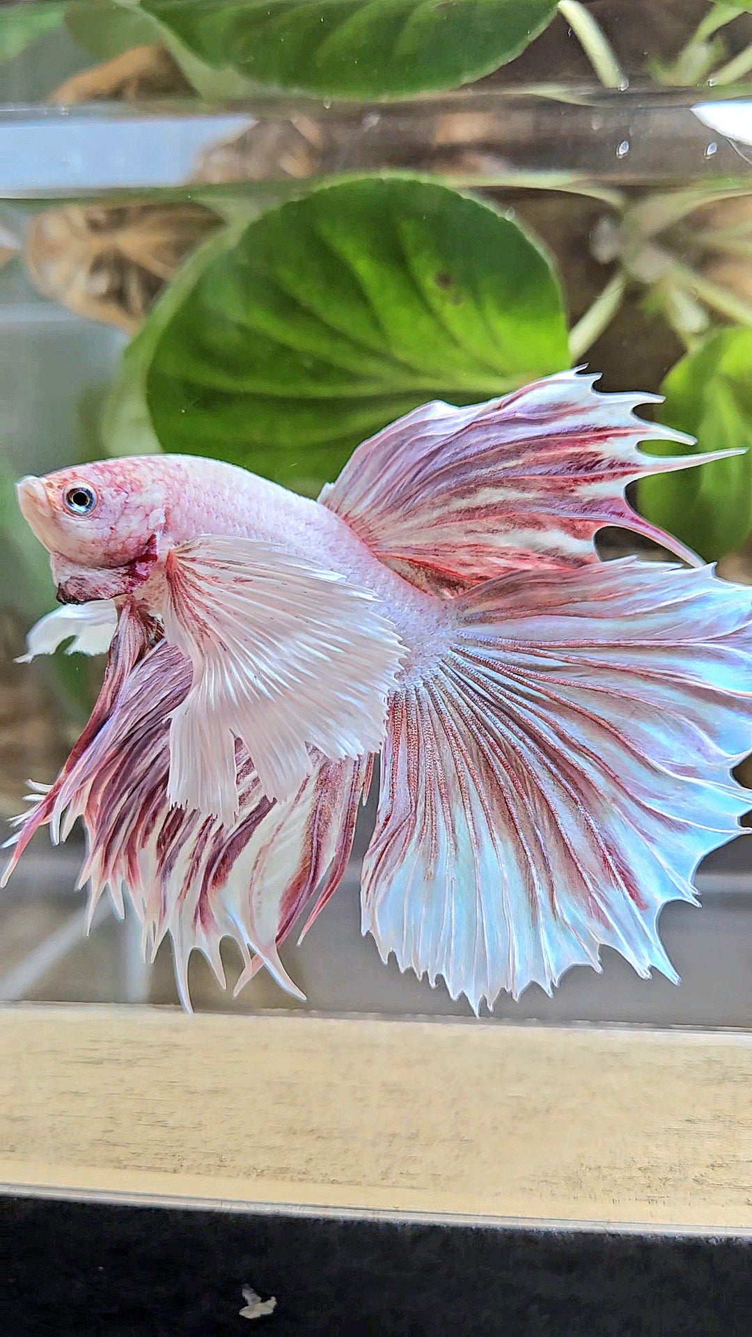 HALFMOON SUPER DUMBO EAR CROWNTAIL LAVENDER BETTA FISH