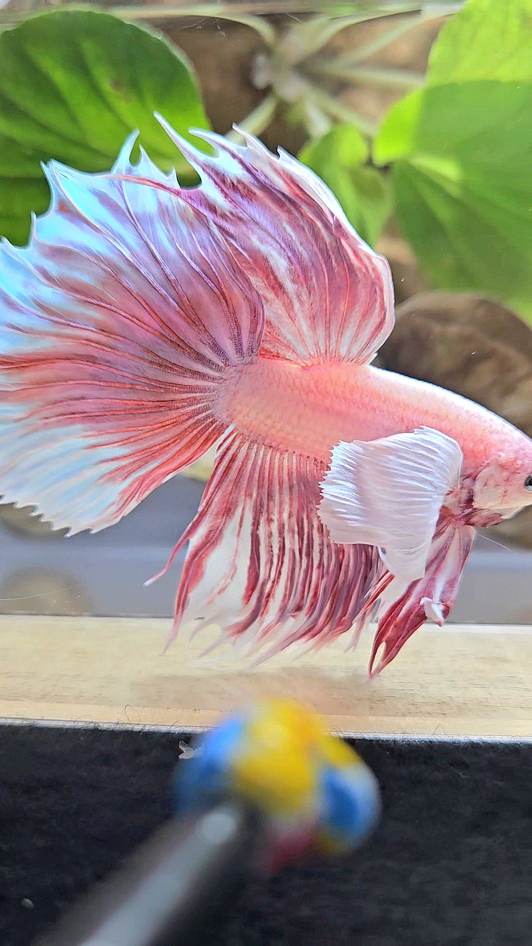 HALFMOON SUPER DUMBO EAR CROWNTAIL LAVENDER BETTA FISH