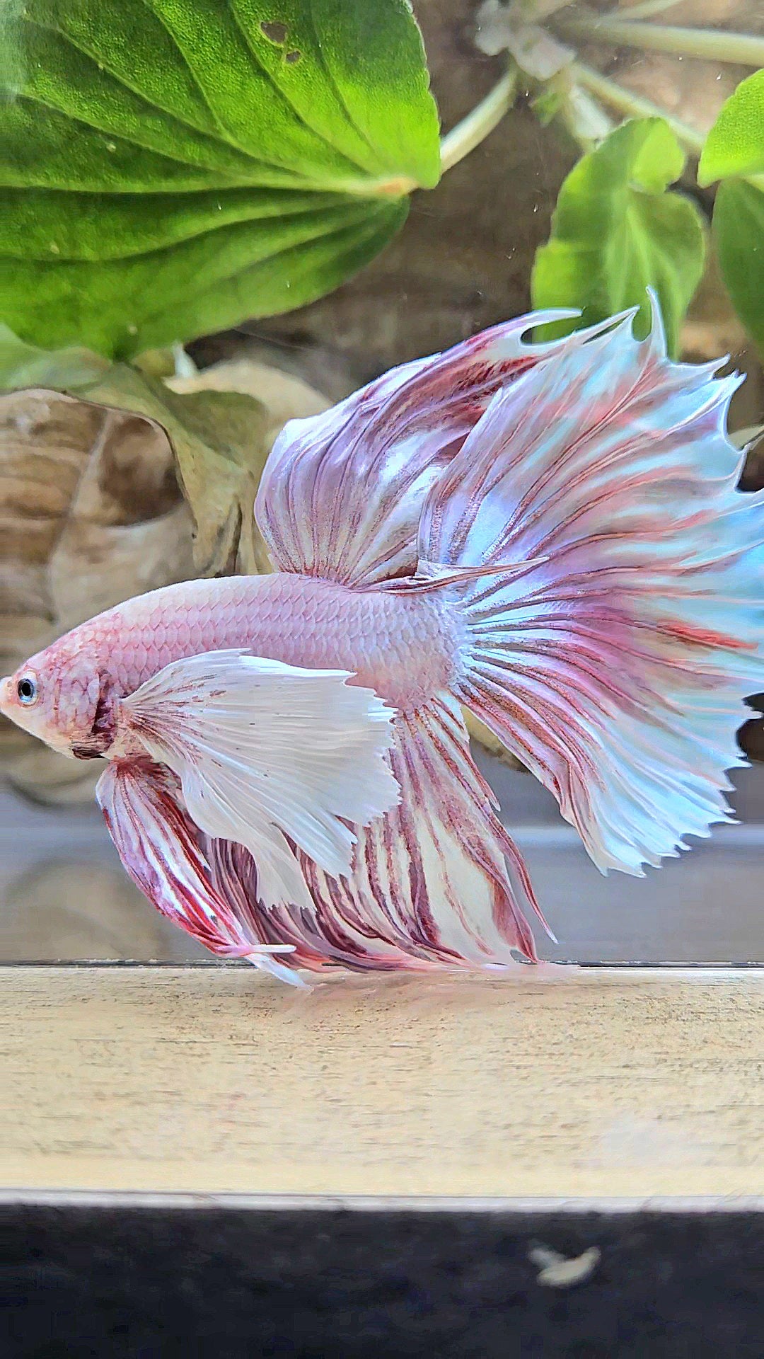 HALFMOON SUPER DUMBO EAR CROWNTAIL LAVENDER BETTA FISH
