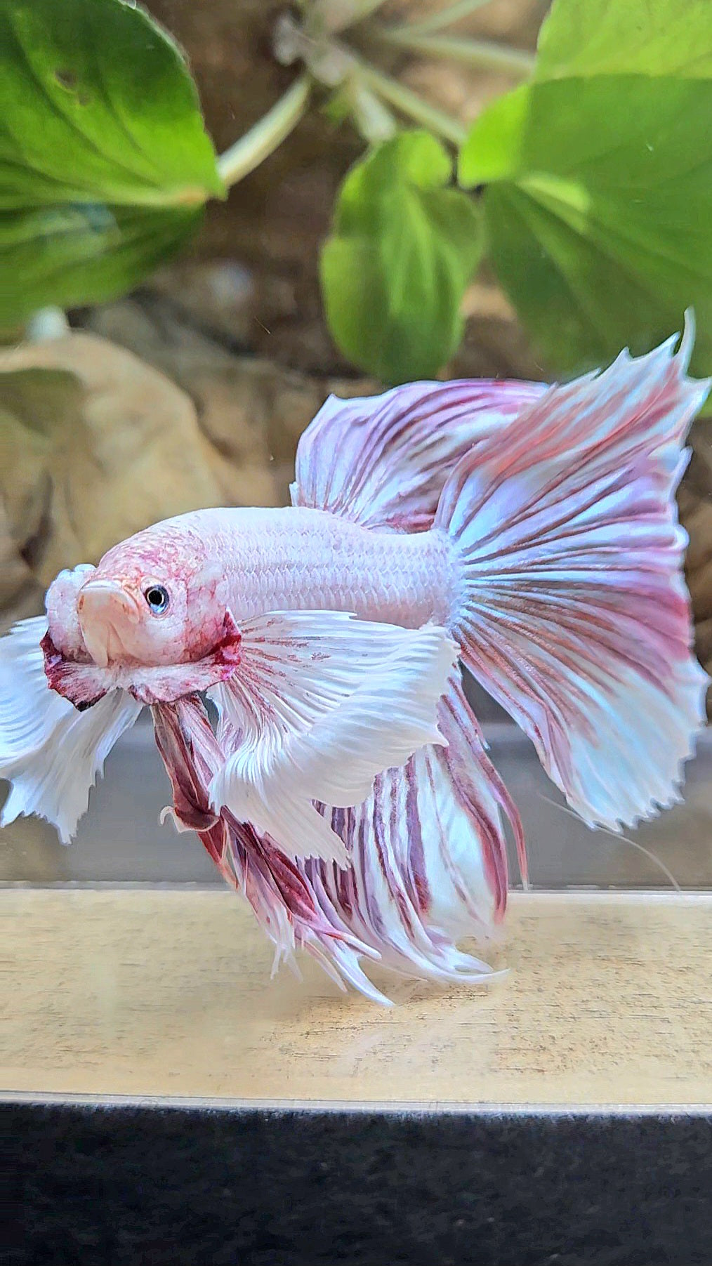 HALFMOON SUPER DUMBO EAR CROWNTAIL LAVENDER BETTA FISH