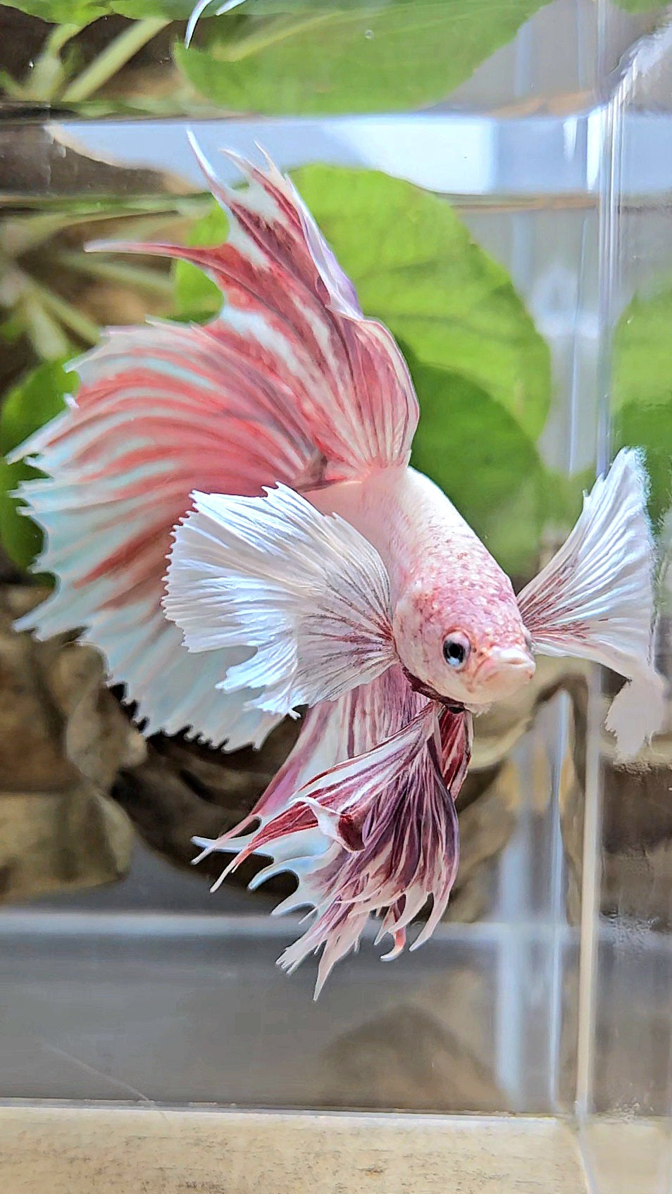 HALFMOON SUPER DUMBO EAR CROWNTAIL LAVENDER BETTA FISH