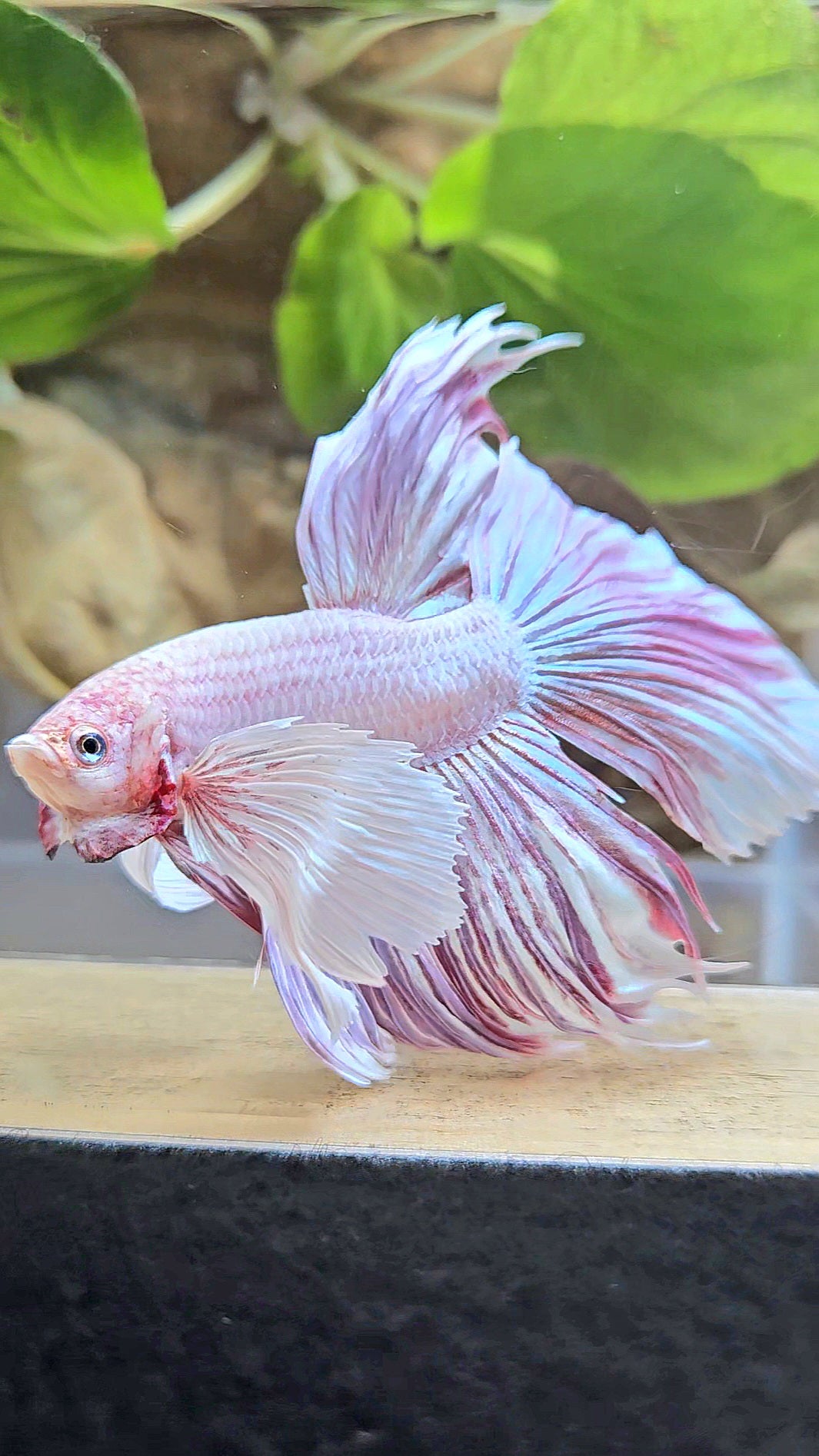 HALFMOON SUPER DUMBO EAR CROWNTAIL LAVENDER BETTA FISH