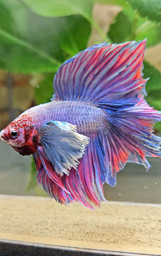 HALFMOON DOUBLE TAIL SUPER DUMBO EAR PURPLE BETTA FISH