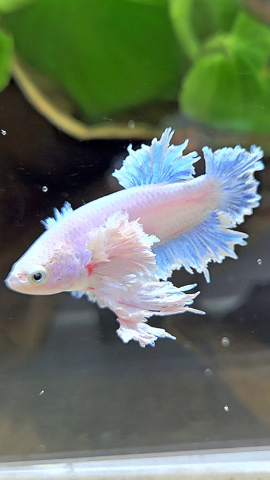 LUXURY FEMALE KING FEATHER ROSE EAR PLAKAT WHITE BETTA FISH