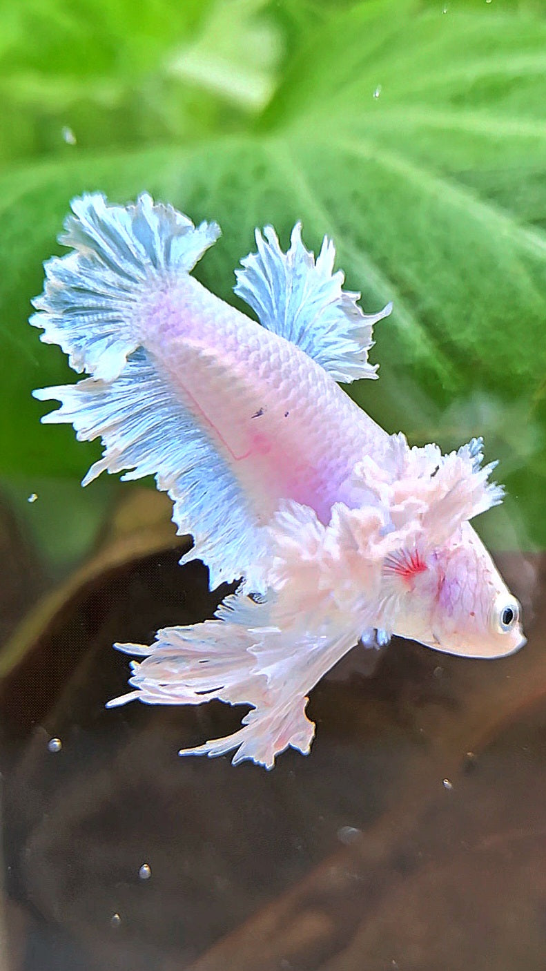 LUXURY FEMALE KING FEATHER ROSE EAR PLAKAT WHITE BETTA FISH