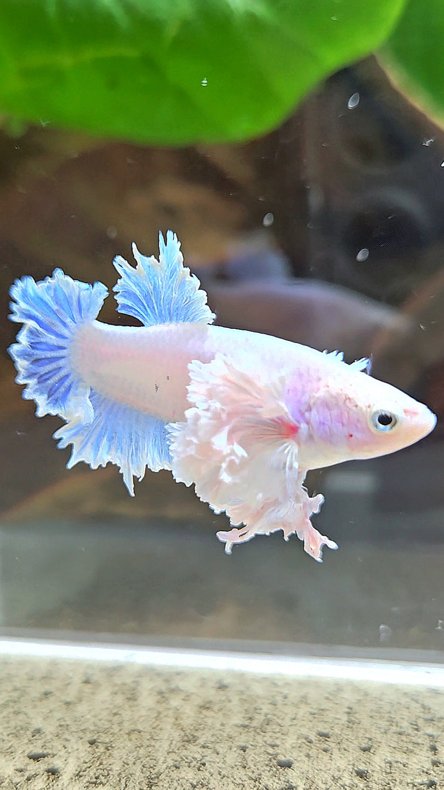 LUXURY FEMALE KING FEATHER ROSE EAR PLAKAT WHITE BETTA FISH
