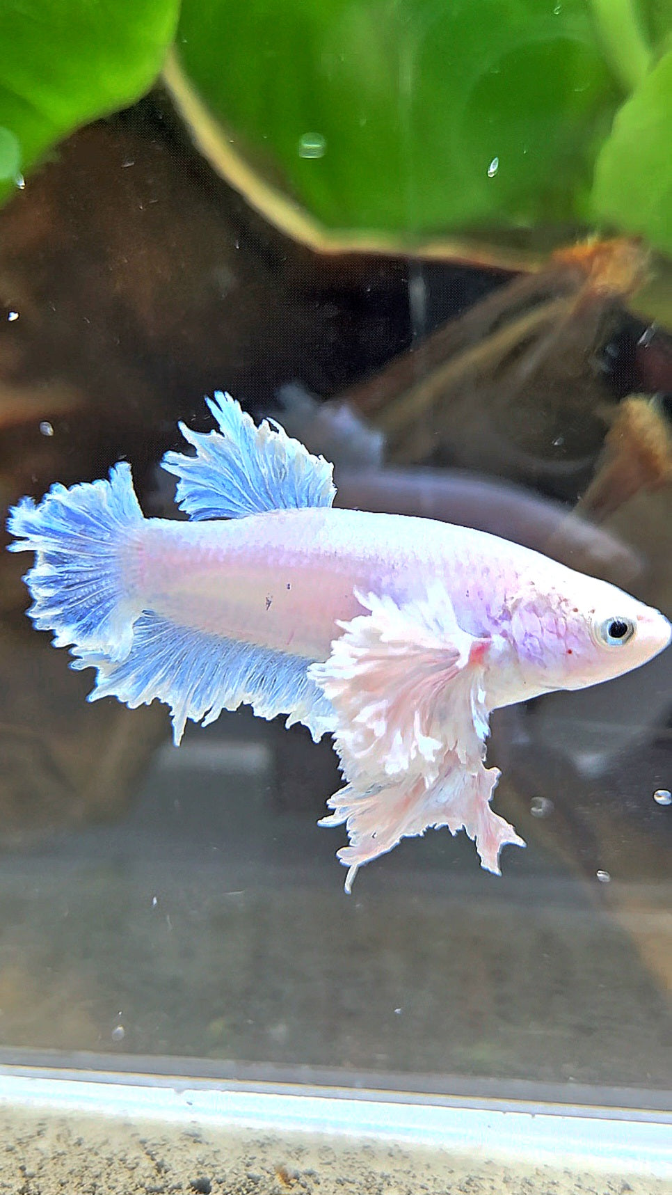 LUXURY FEMALE KING FEATHER ROSE EAR PLAKAT WHITE BETTA FISH