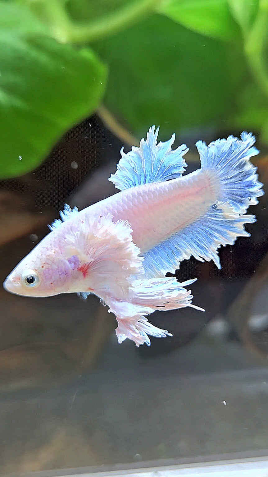 LUXURY FEMALE KING FEATHER ROSE EAR PLAKAT WHITE BETTA FISH