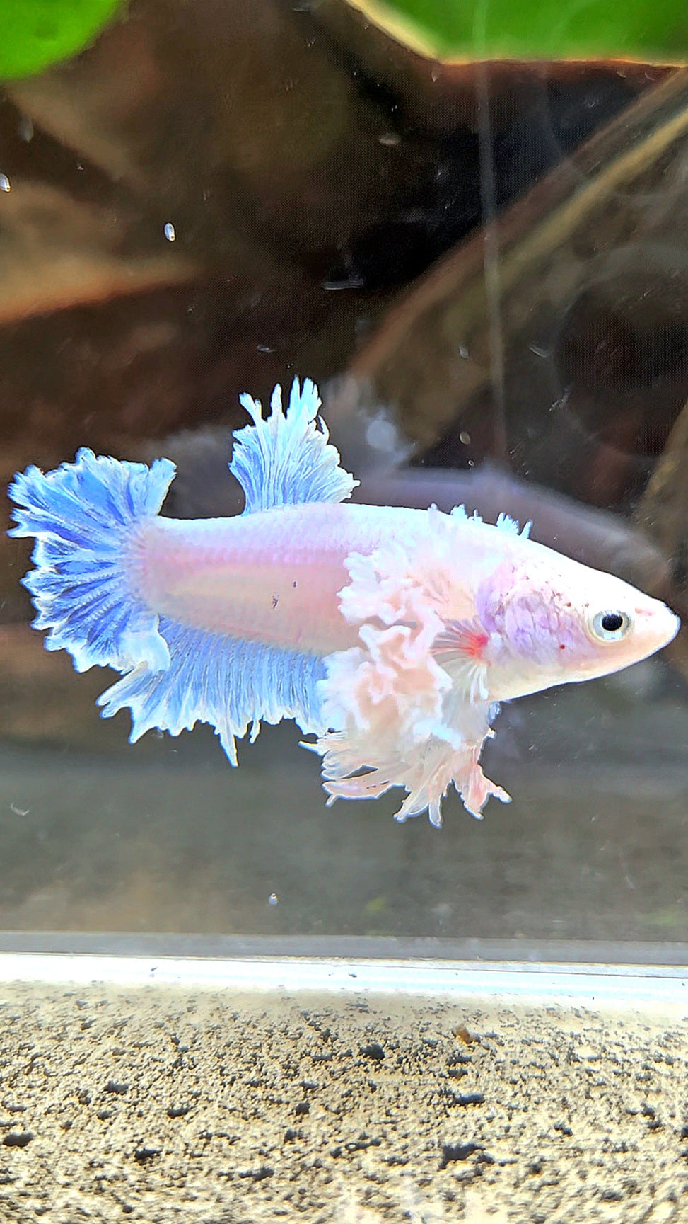LUXURY FEMALE KING FEATHER ROSE EAR PLAKAT WHITE BETTA FISH