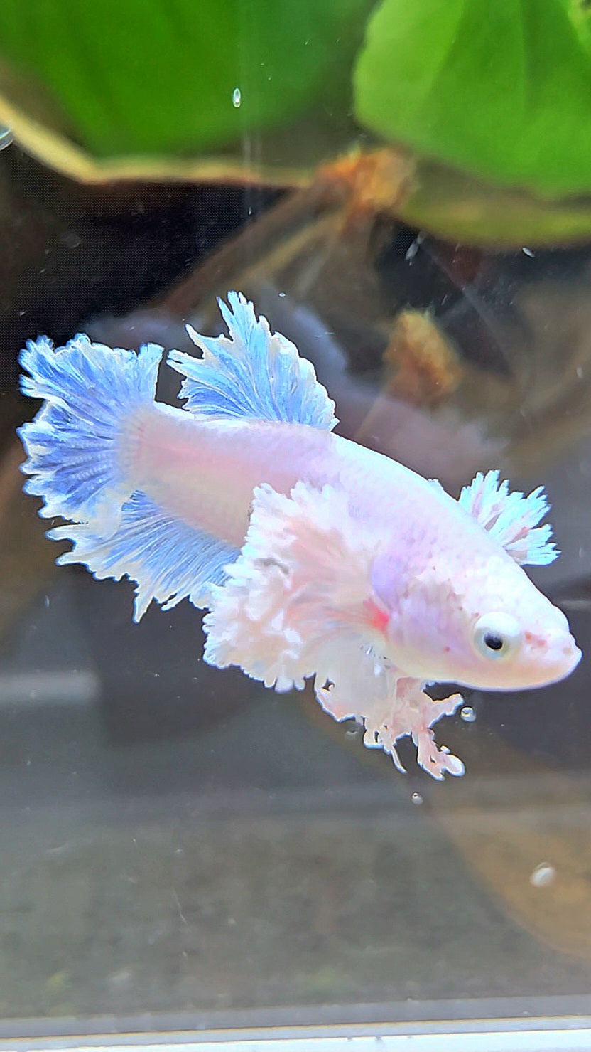 LUXURY FEMALE KING FEATHER ROSE EAR PLAKAT WHITE BETTA FISH