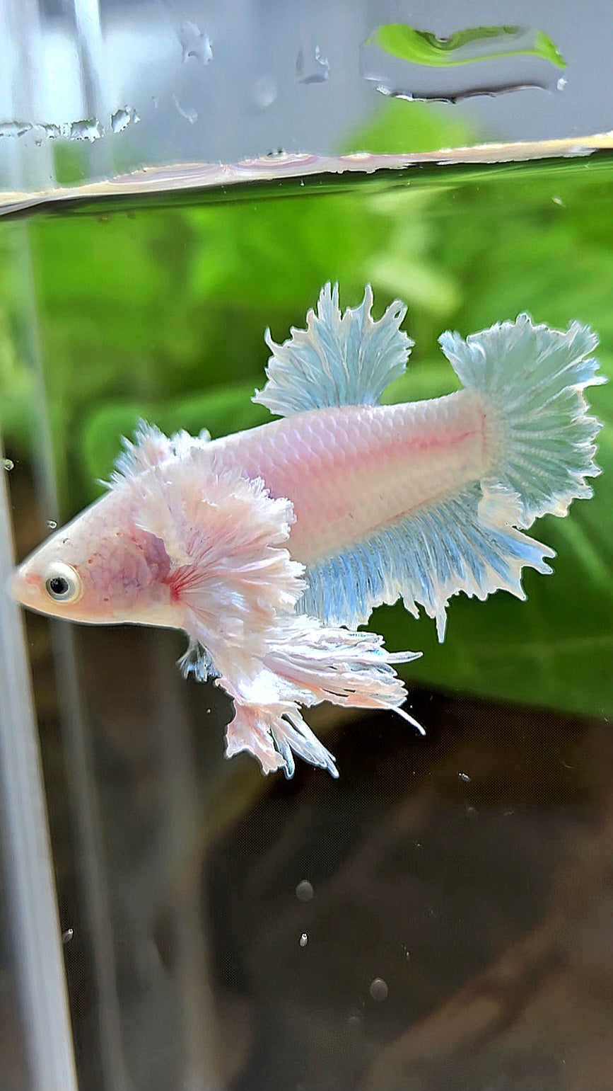 LUXURY FEMALE KING FEATHER ROSE EAR PLAKAT WHITE BETTA FISH