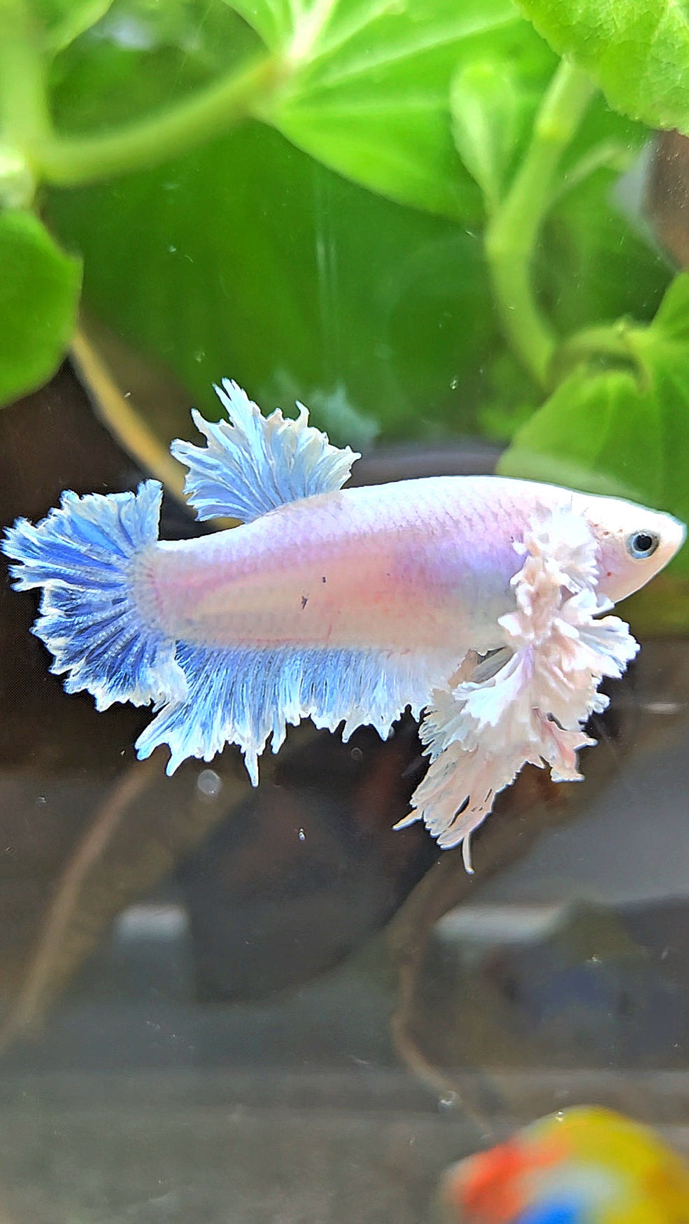 LUXURY FEMALE KING FEATHER ROSE EAR PLAKAT WHITE BETTA FISH