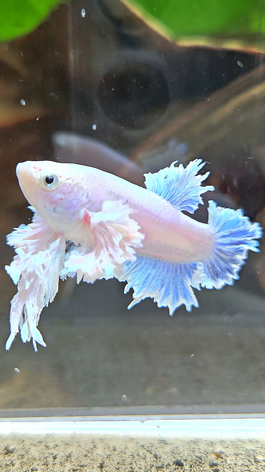 LUXURY FEMALE KING FEATHER ROSE EAR PLAKAT WHITE BETTA FISH
