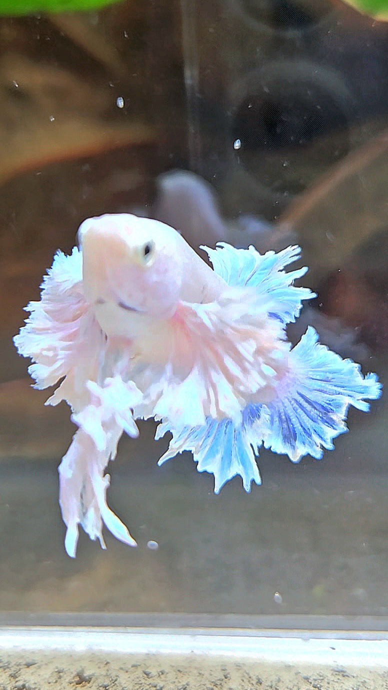 LUXURY FEMALE KING FEATHER ROSE EAR PLAKAT WHITE BETTA FISH