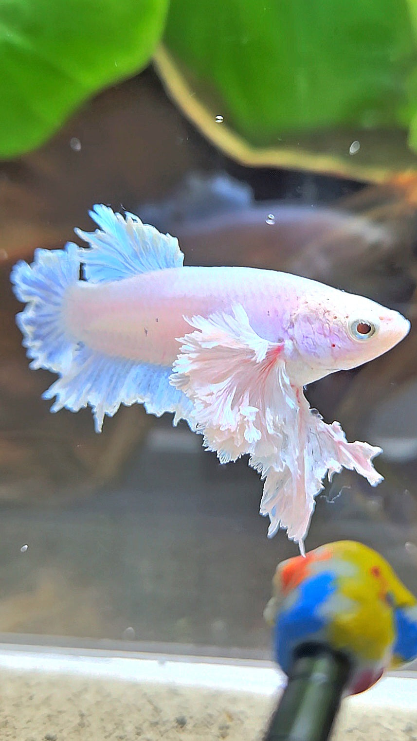 LUXURY FEMALE KING FEATHER ROSE EAR PLAKAT WHITE BETTA FISH