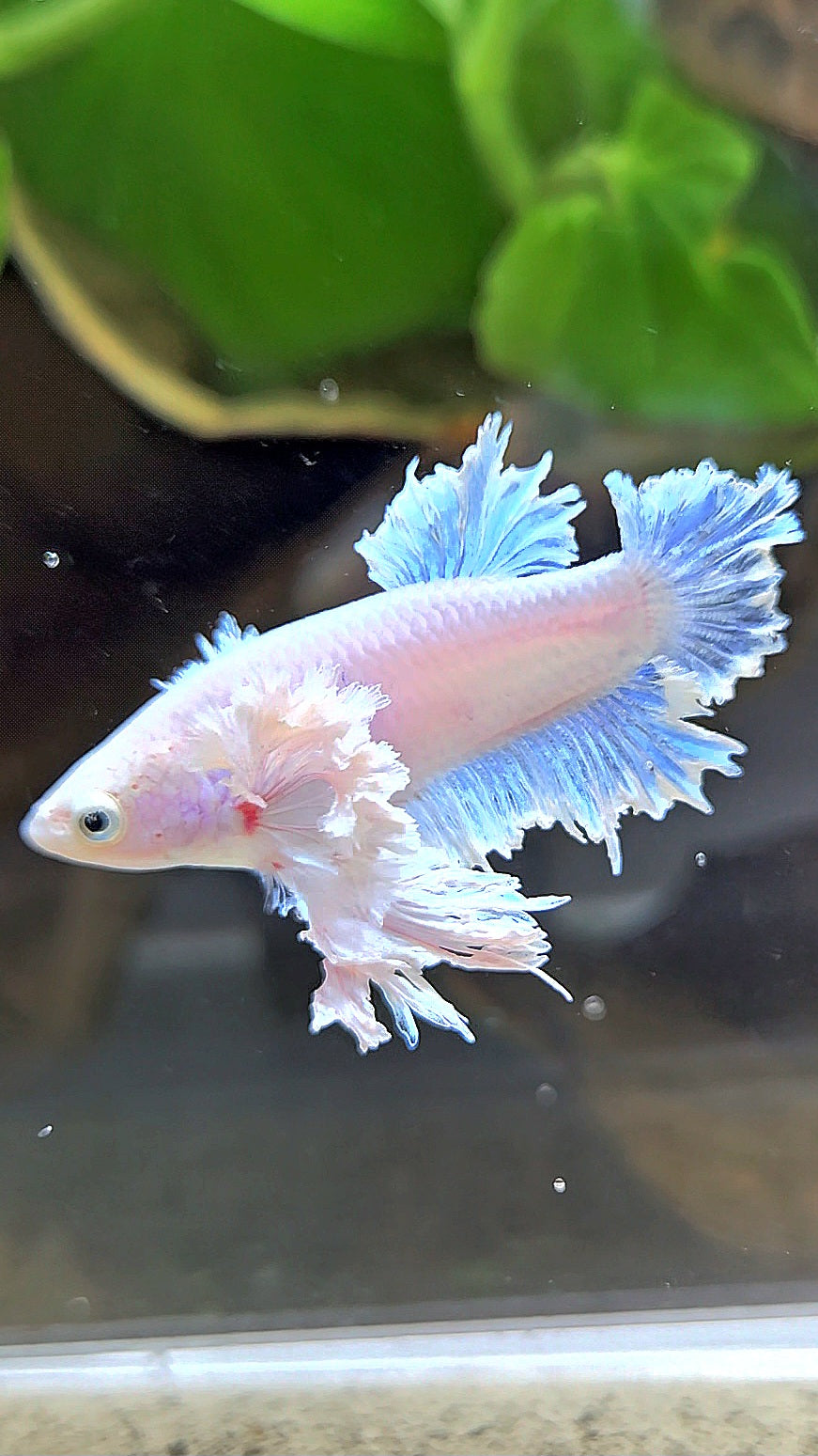 LUXURY FEMALE KING FEATHER ROSE EAR PLAKAT WHITE BETTA FISH