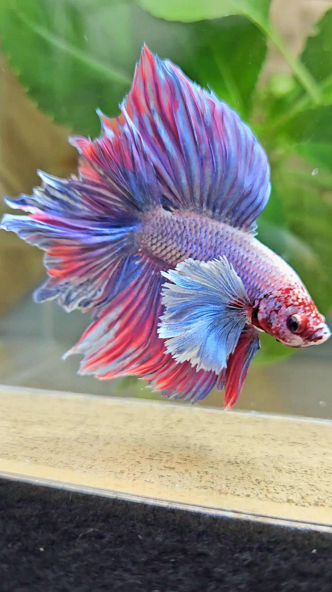 HALFMOON DOUBLE TAIL SUPER DUMBO EAR PURPLE BETTA FISH
