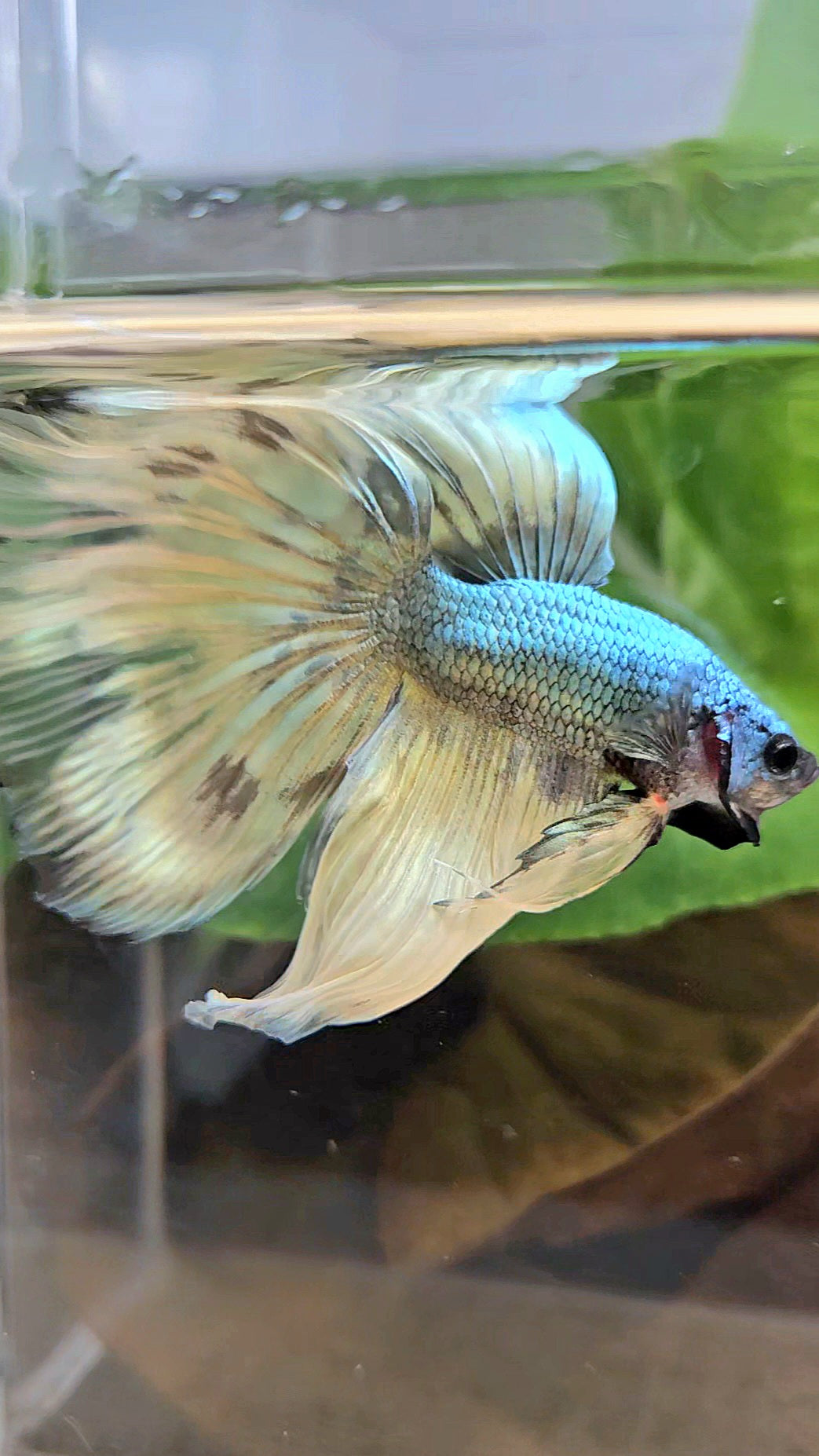 HALFMOON OVERTAIL COPPER DRAGON MUSTARD GAS PATTERN BETTA FISH