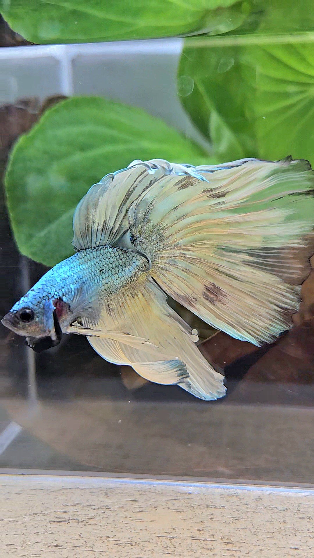 HALFMOON OVERTAIL COPPER DRAGON MUSTARD GAS PATTERN BETTA FISH