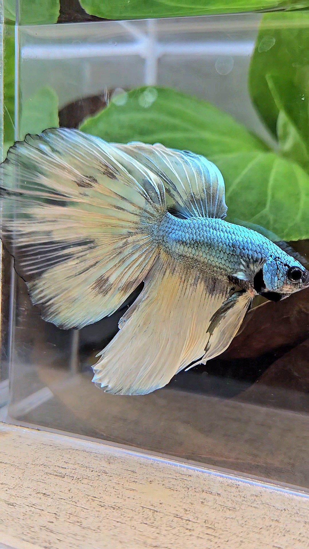 HALFMOON OVERTAIL COPPER DRAGON MUSTARD GAS PATTERN BETTA FISH